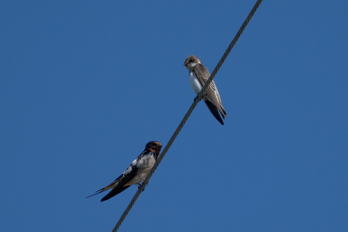 Bank Swallow - ML642422295
