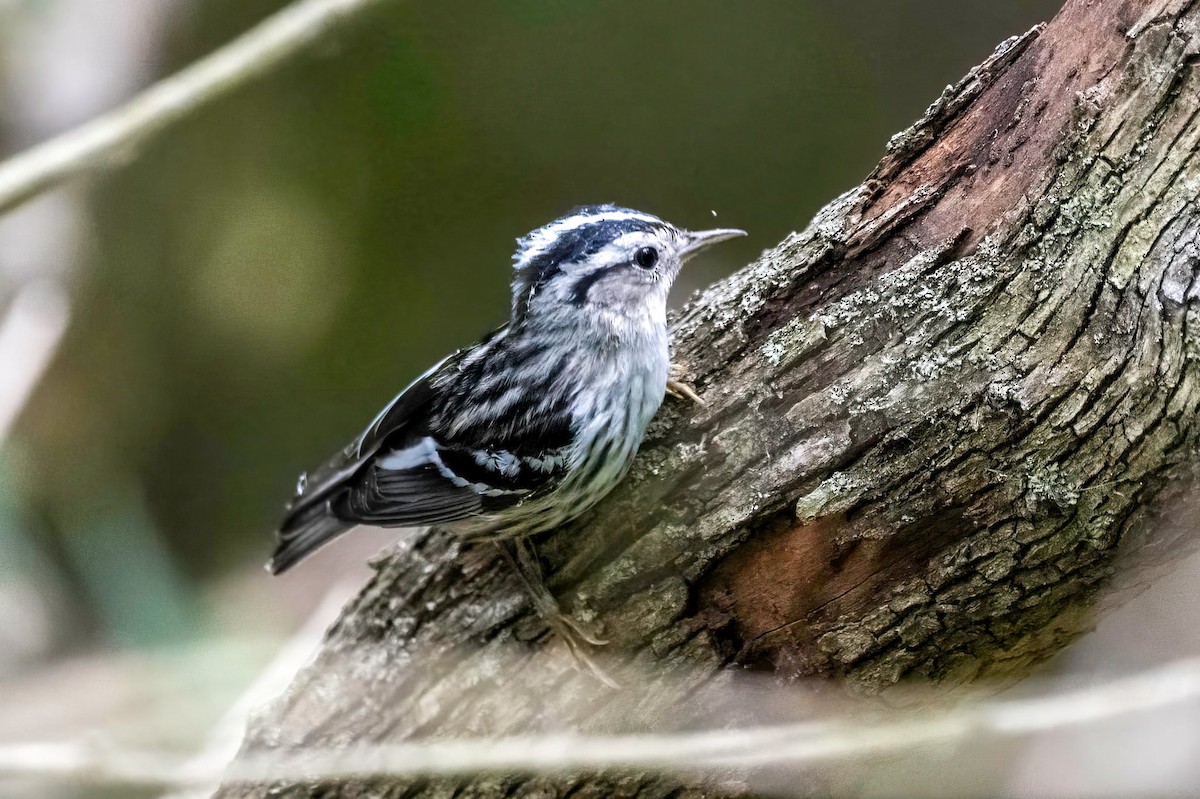 Black-and-white Warbler - ML642422299