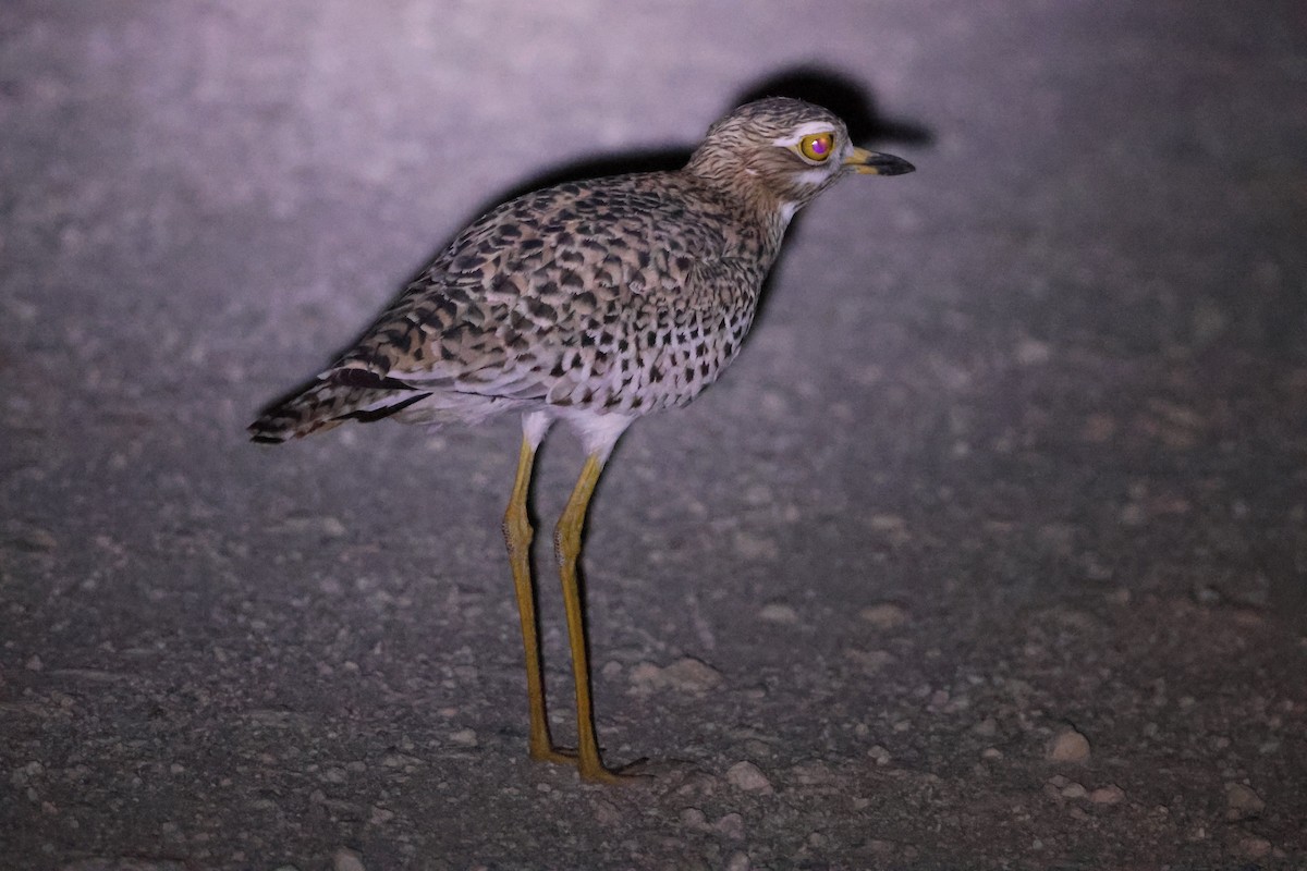 Spotted Thick-knee - ML642422325