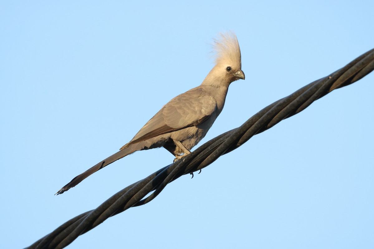 Gray Go-away-bird - ML642422327