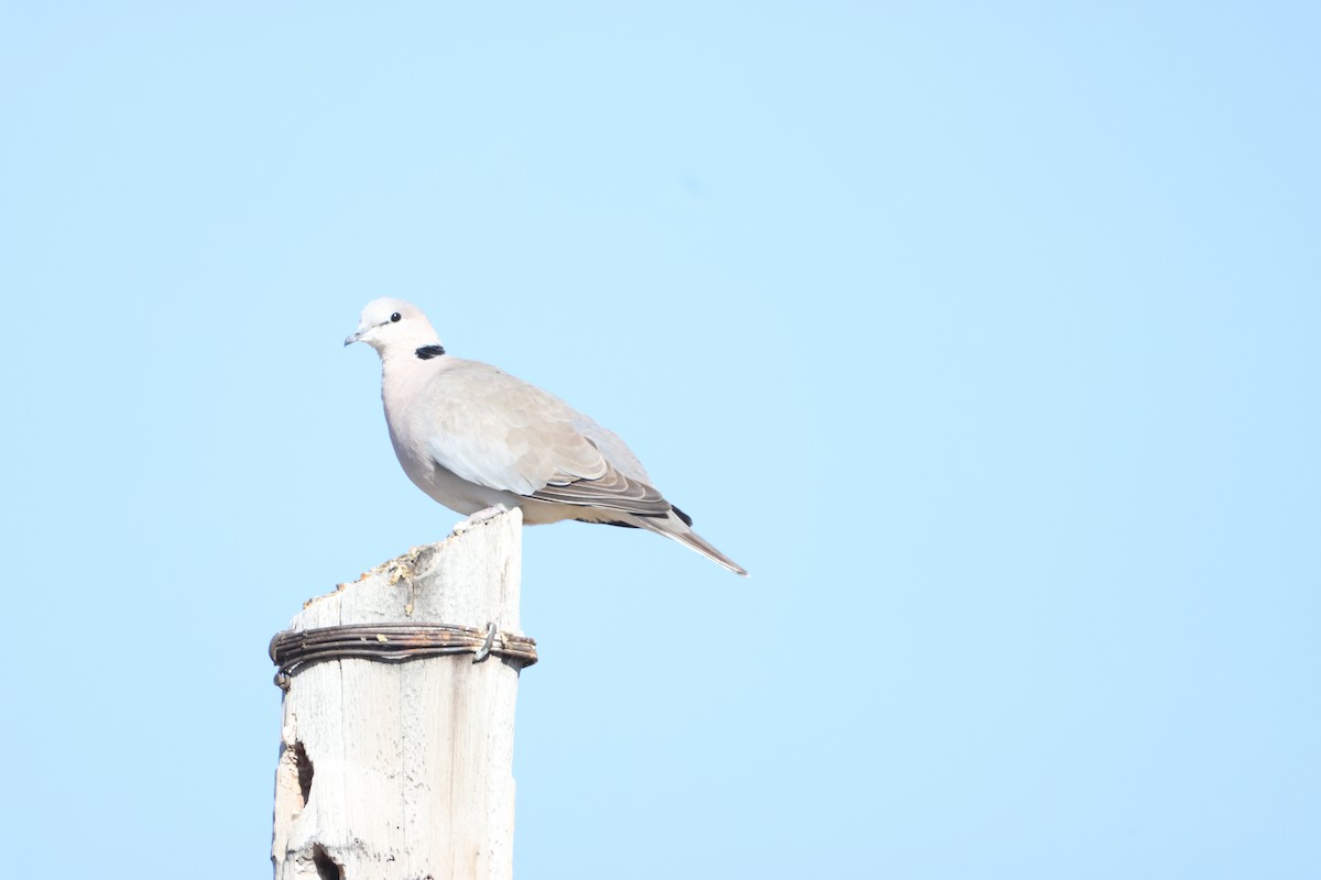 Ring-necked Dove - ML642422334