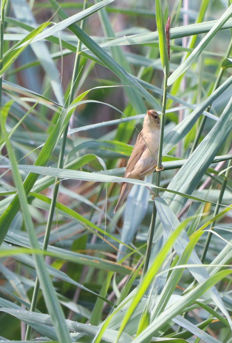 Marsh Warbler - ML642422335