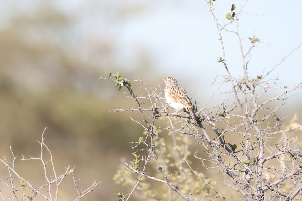 Sabota Lark - ML642422363