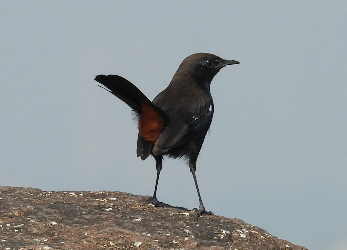 Indian Robin - ML642422376