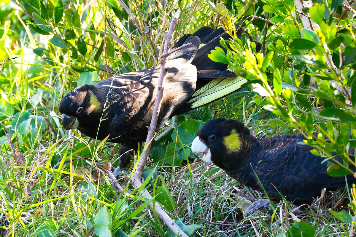 gulstjertkakadu - ML642422413