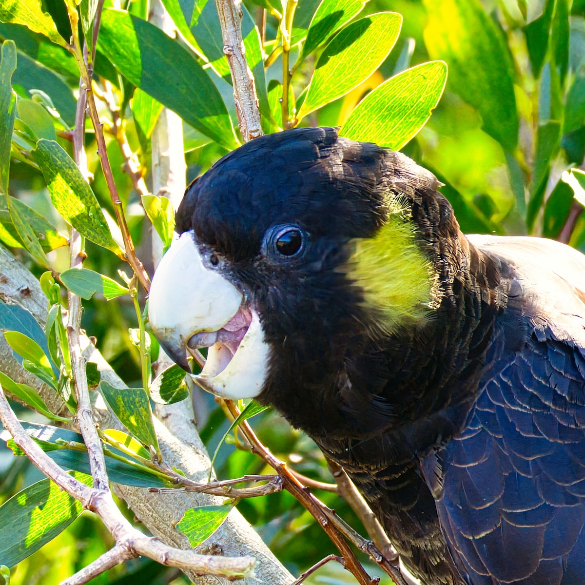 gulstjertkakadu - ML642422415