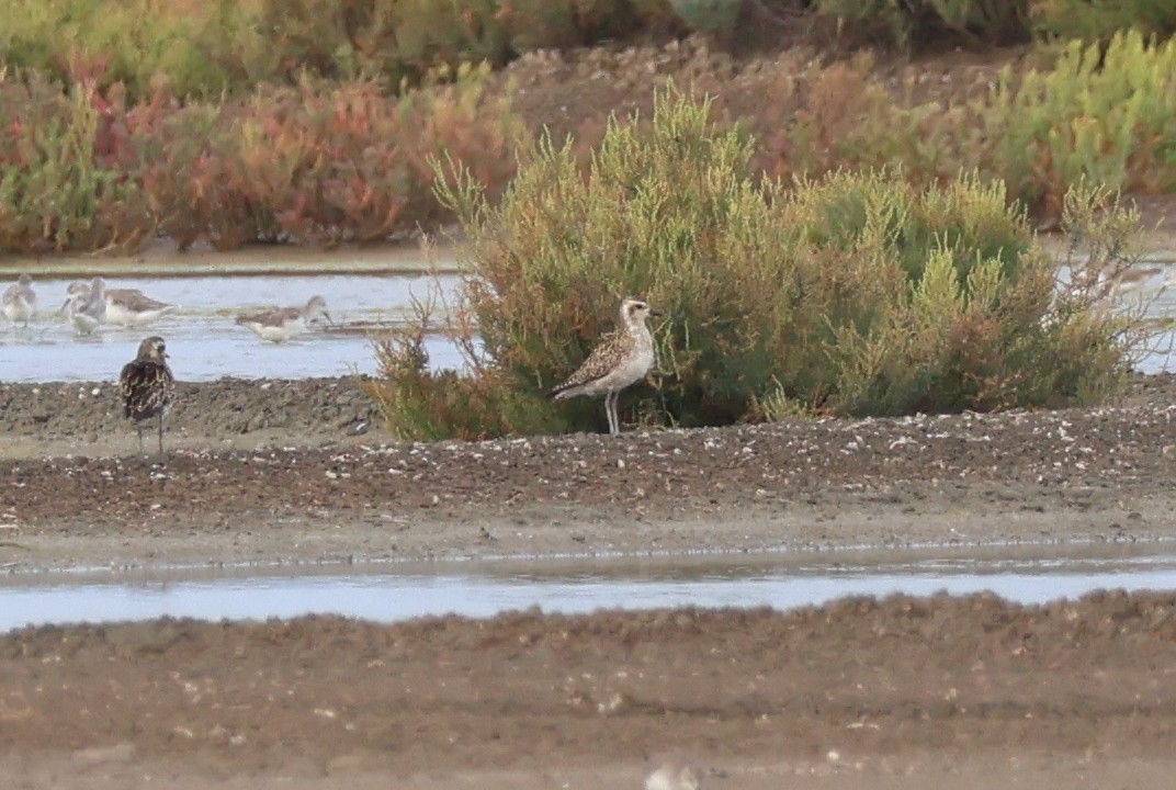Pacific Golden-Plover - ML642422435