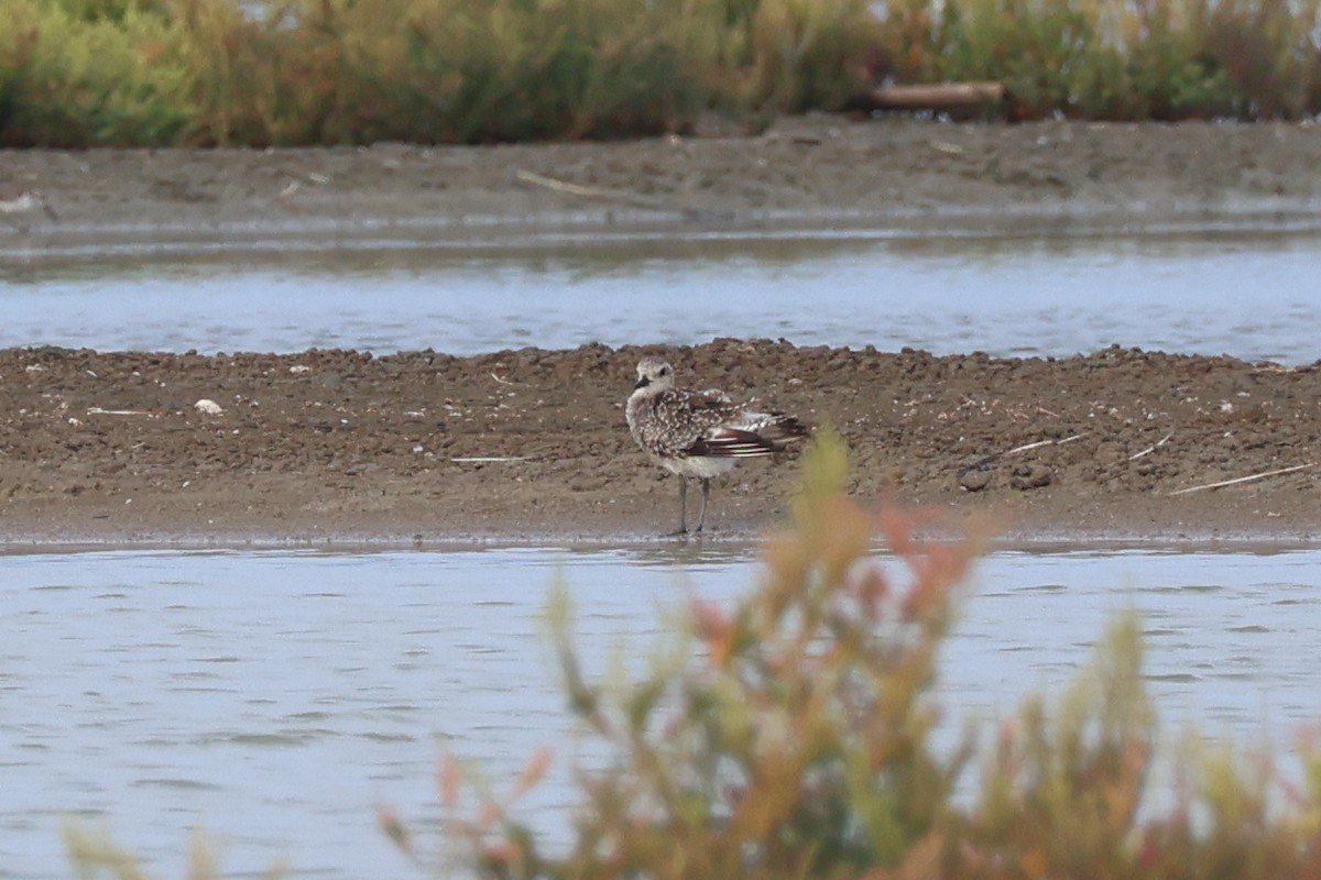 Black-bellied Plover - ML642422436