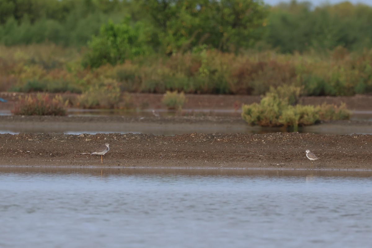 Lesser Yellowlegs - ML642422439