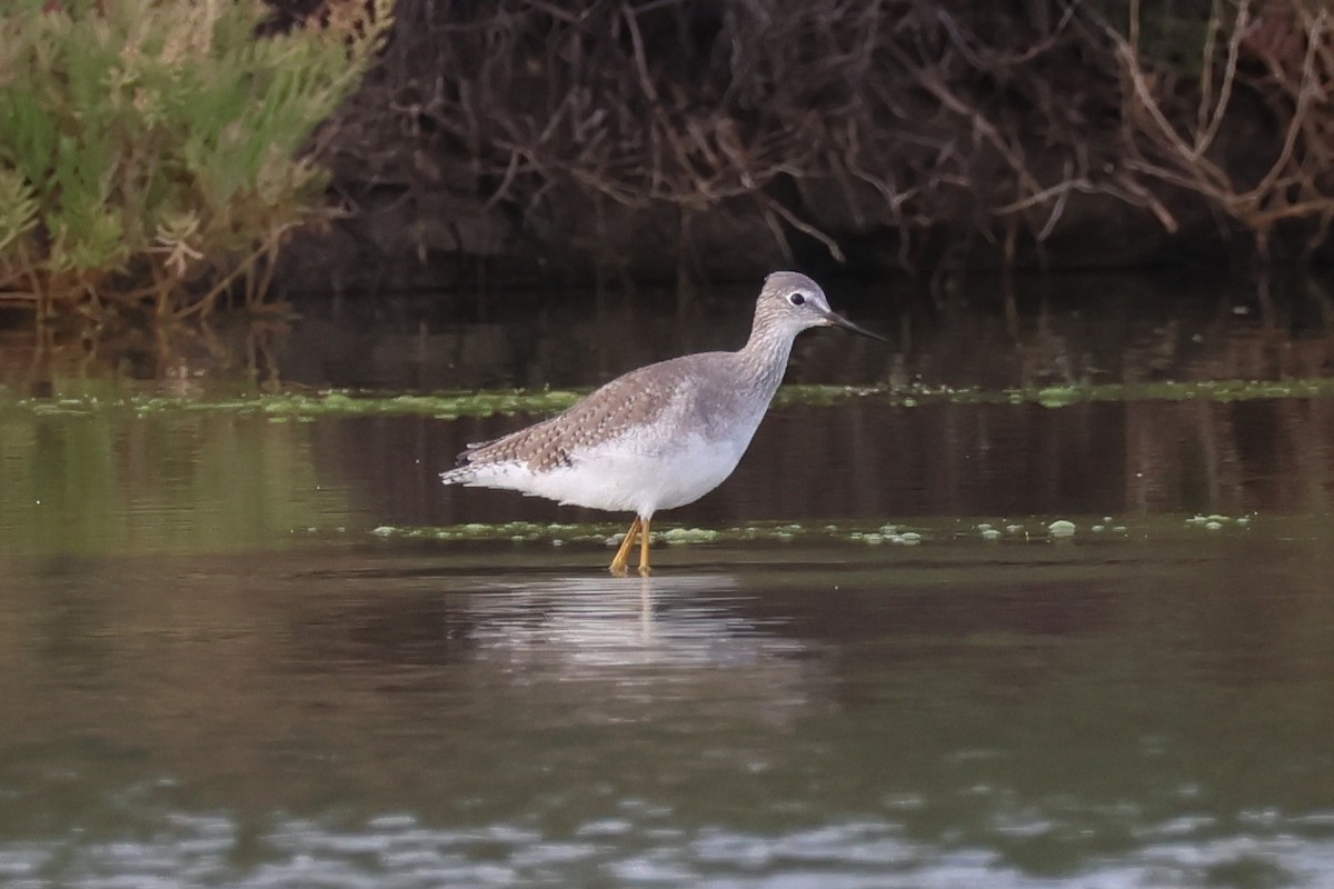 Lesser Yellowlegs - ML642422440