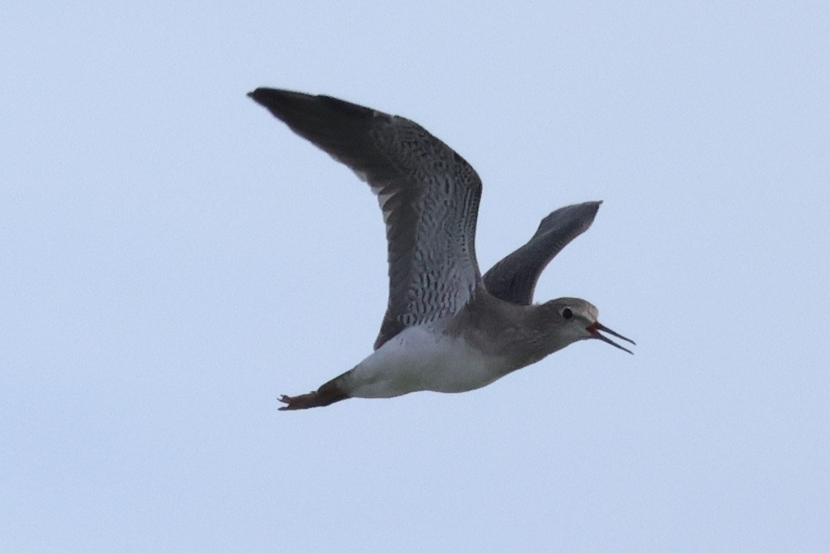 Lesser Yellowlegs - ML642422442