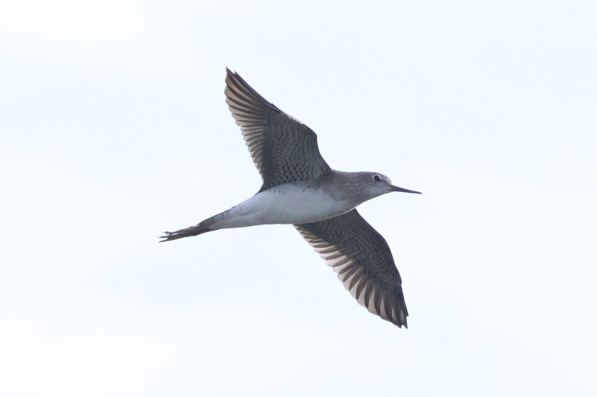 Lesser Yellowlegs - ML642422443