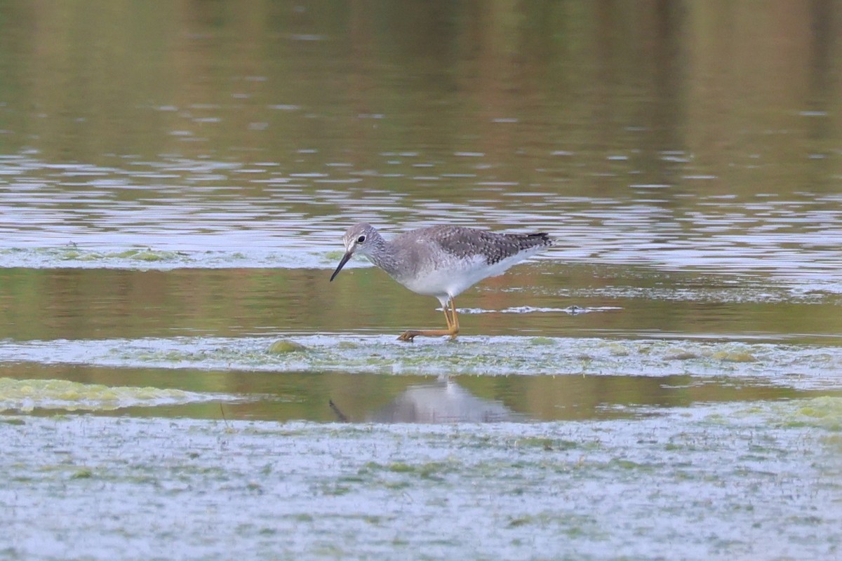 Lesser Yellowlegs - ML642422444
