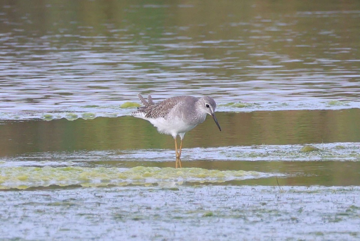 Lesser Yellowlegs - ML642422445