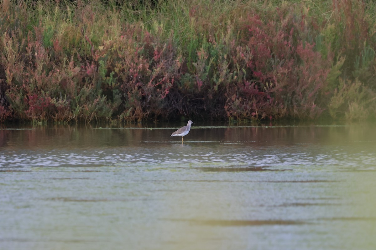 Lesser Yellowlegs - ML642422446