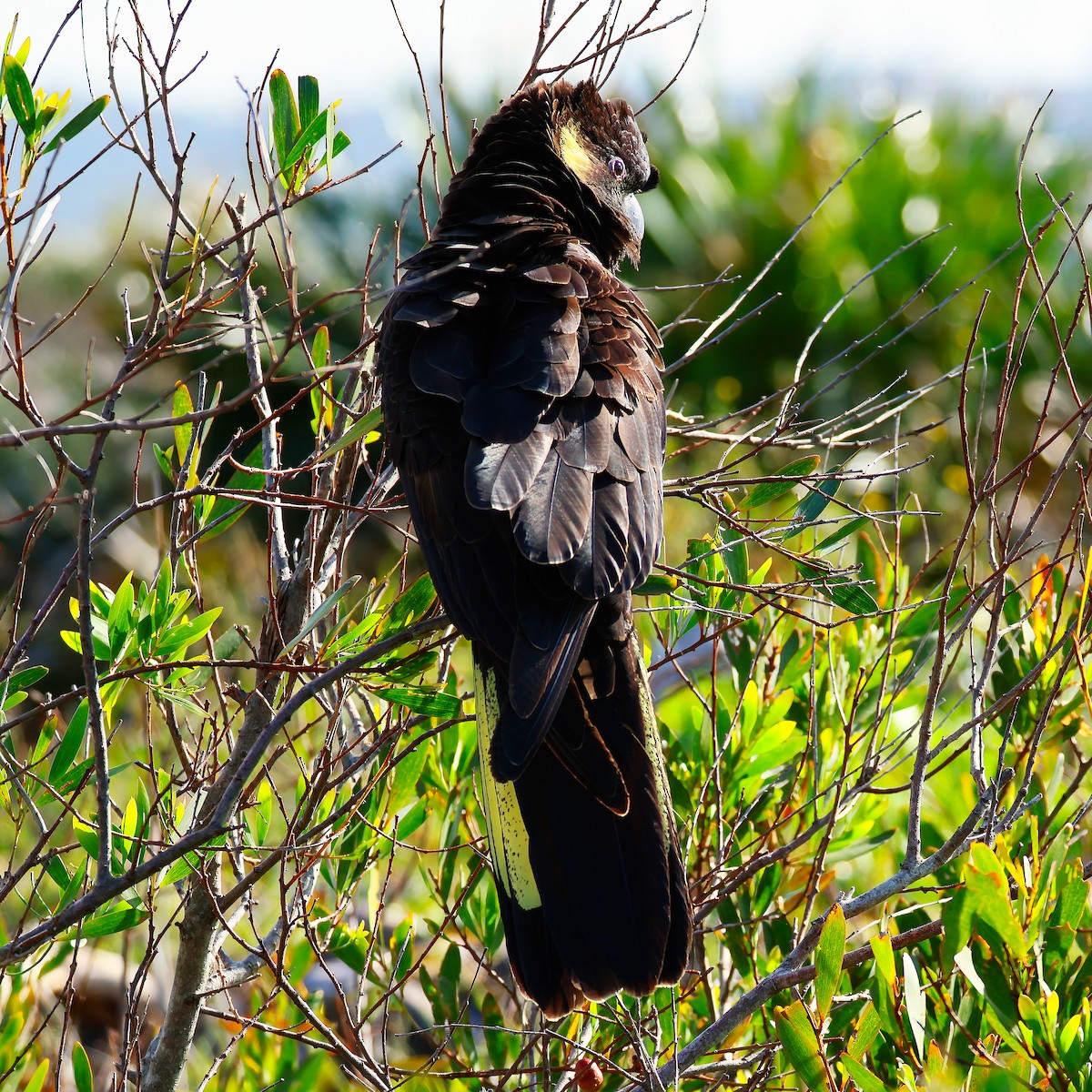 gulstjertkakadu - ML642422447