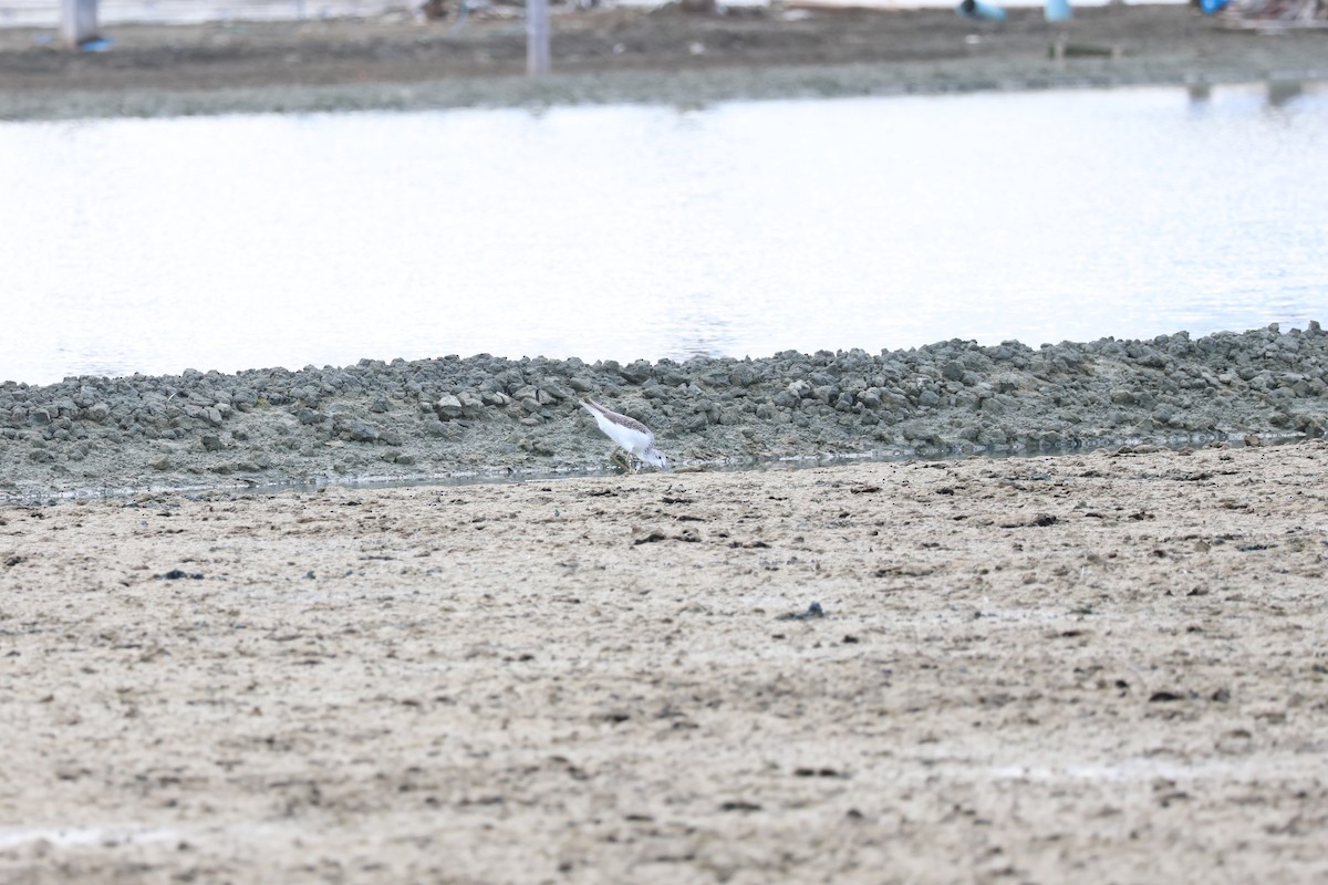 Common Greenshank - ML642422450