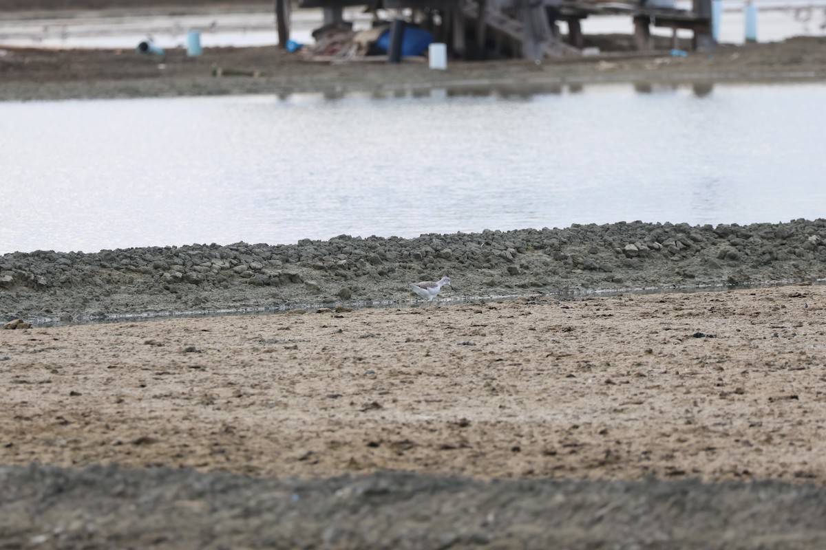 Common Greenshank - ML642422451
