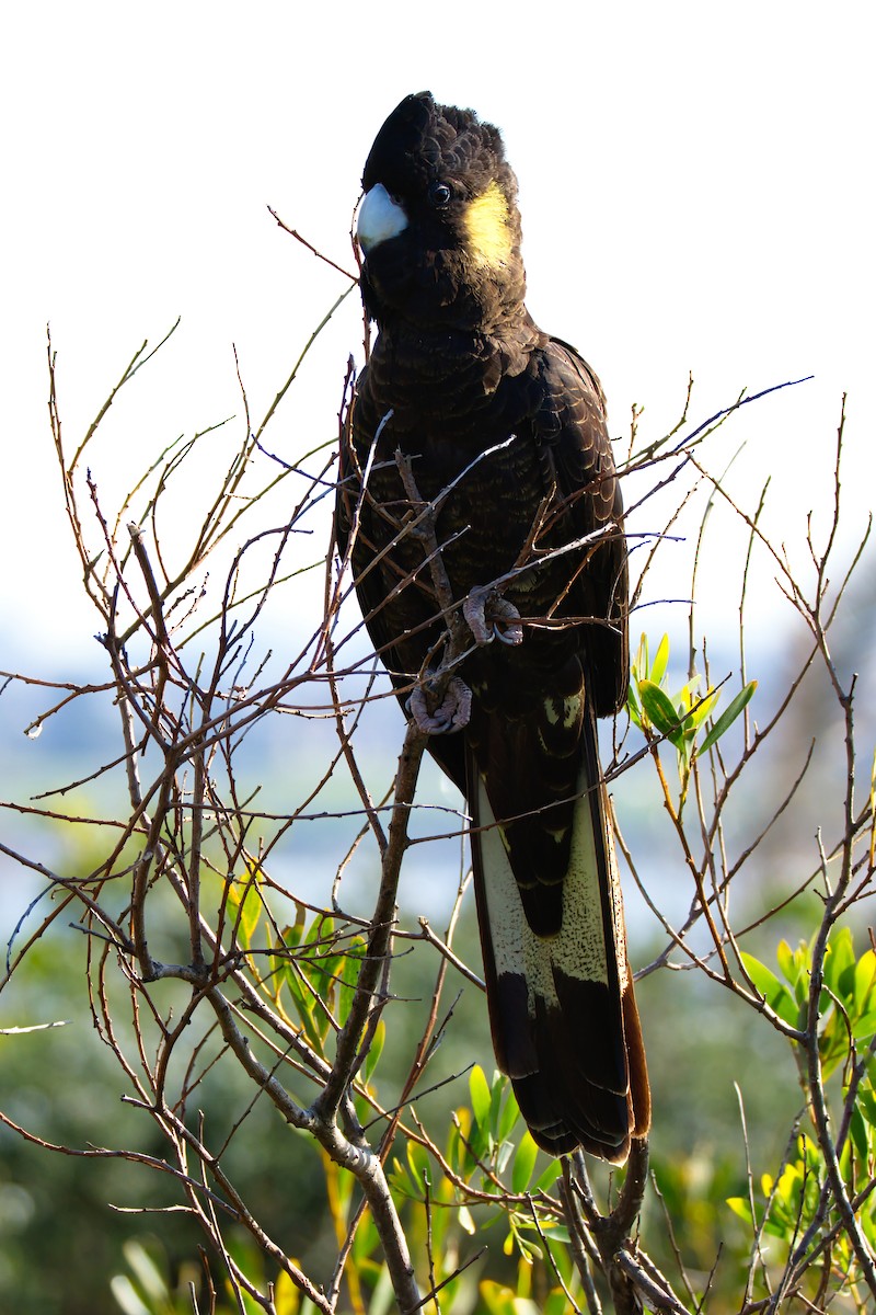 gulstjertkakadu - ML642422452