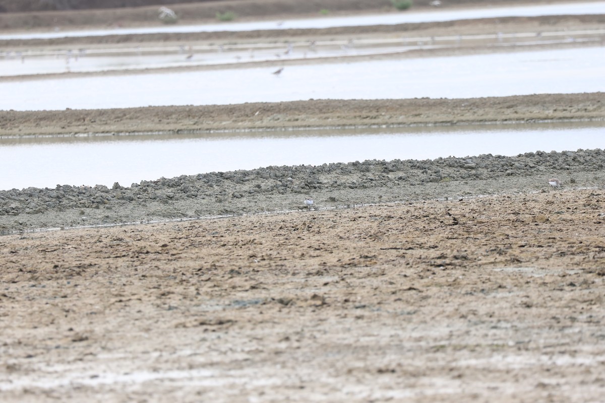Red-necked Stint - ML642422453
