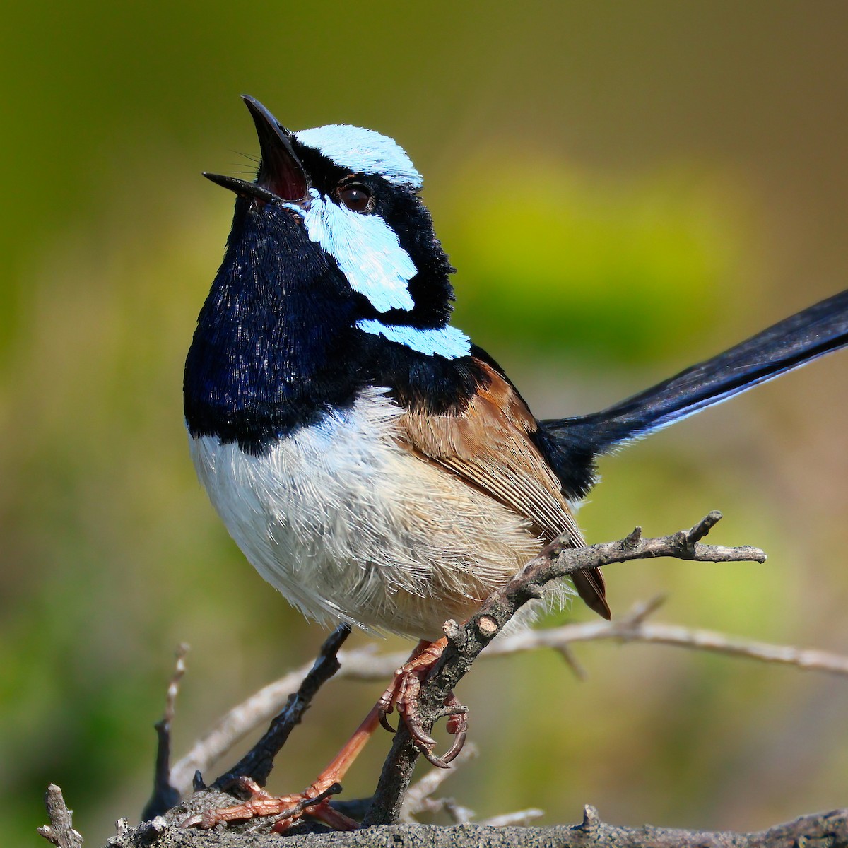 blåalvesmett - ML642422456