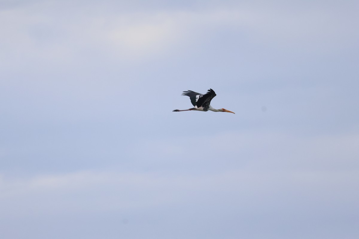 Painted Stork - ML642422457