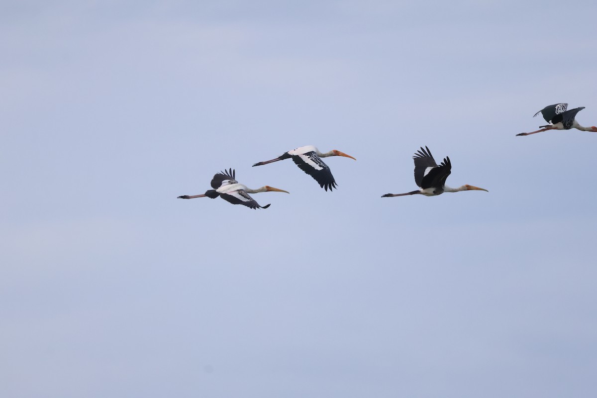 Painted Stork - ML642422458