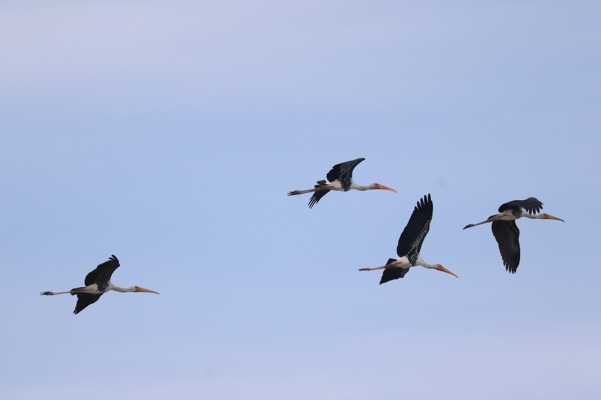 Painted Stork - ML642422460