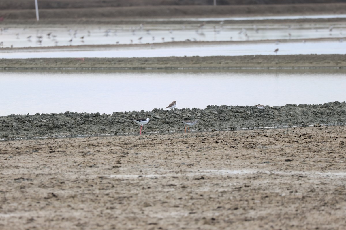 Common Redshank - ML642422469