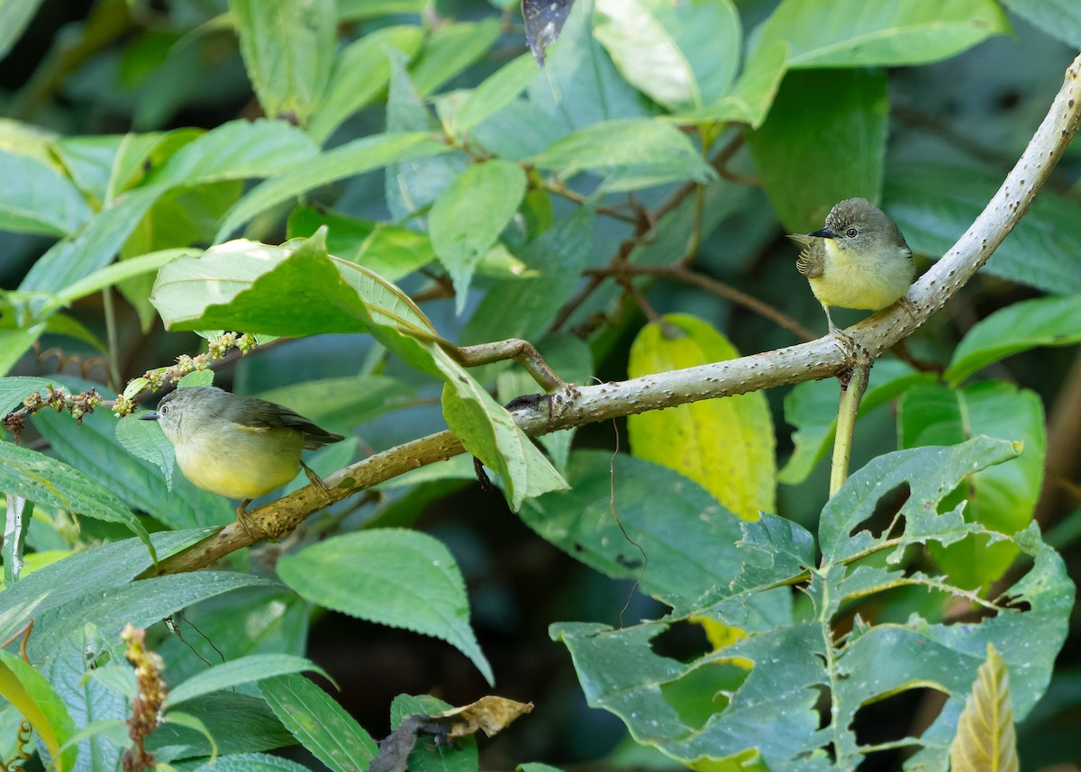 Anteojitos Pigmeo - ML642422475