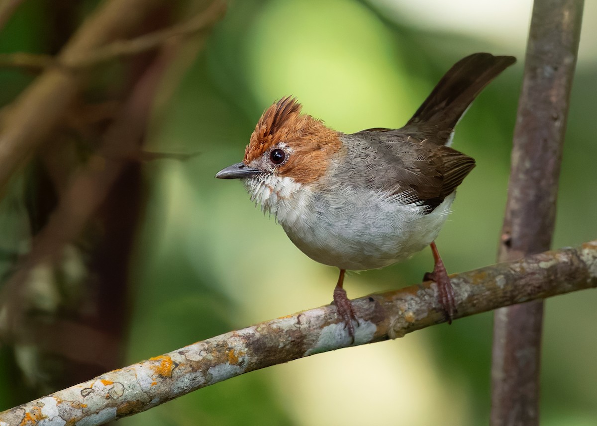 Yuhina de Borneo - ML642422476