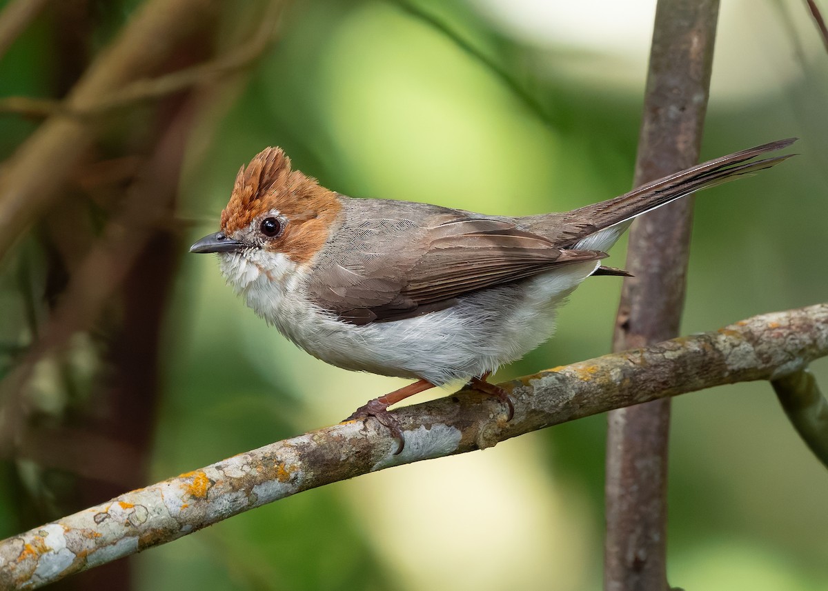 Yuhina de Borneo - ML642422477
