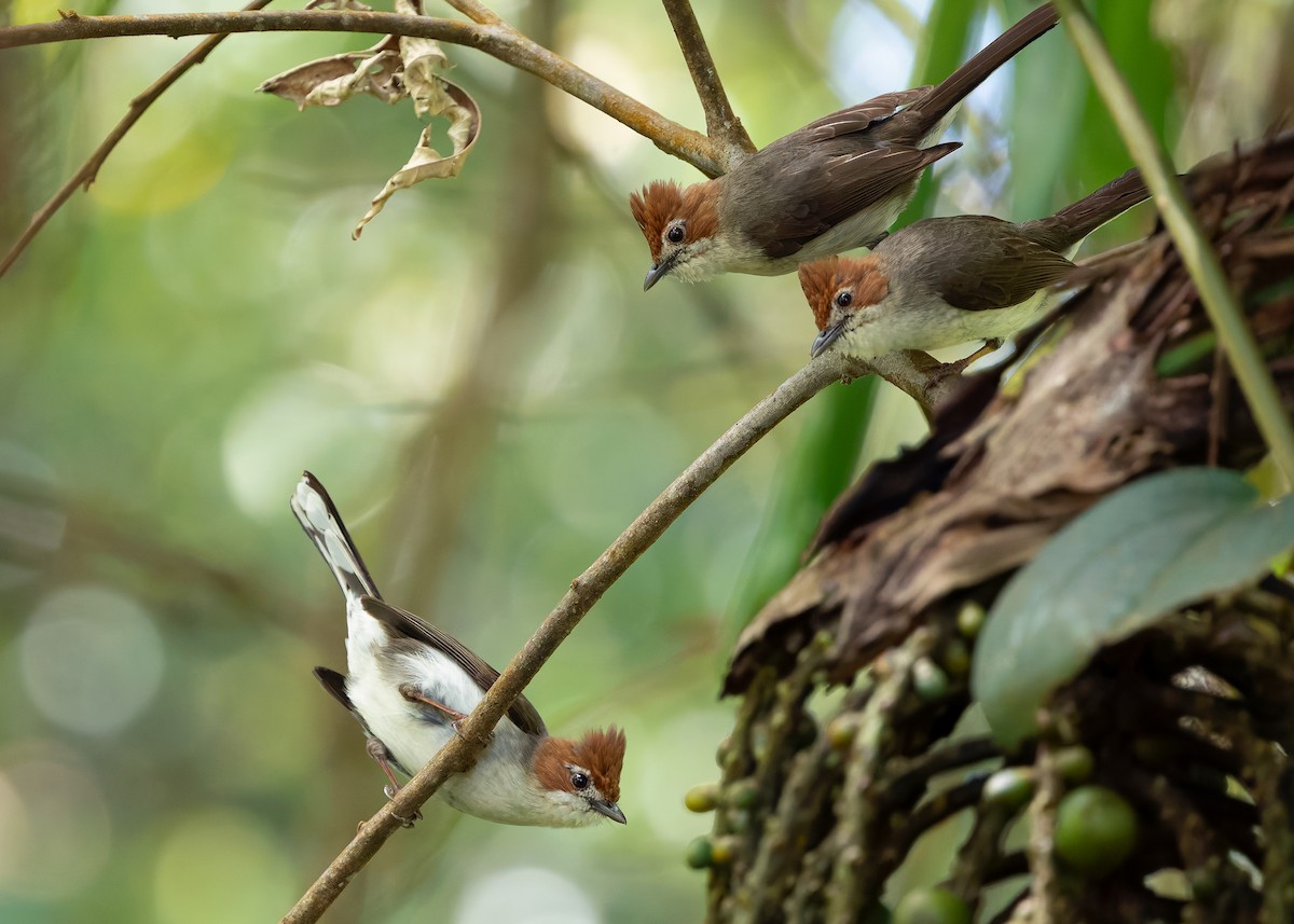 Yuhina de Borneo - ML642422478