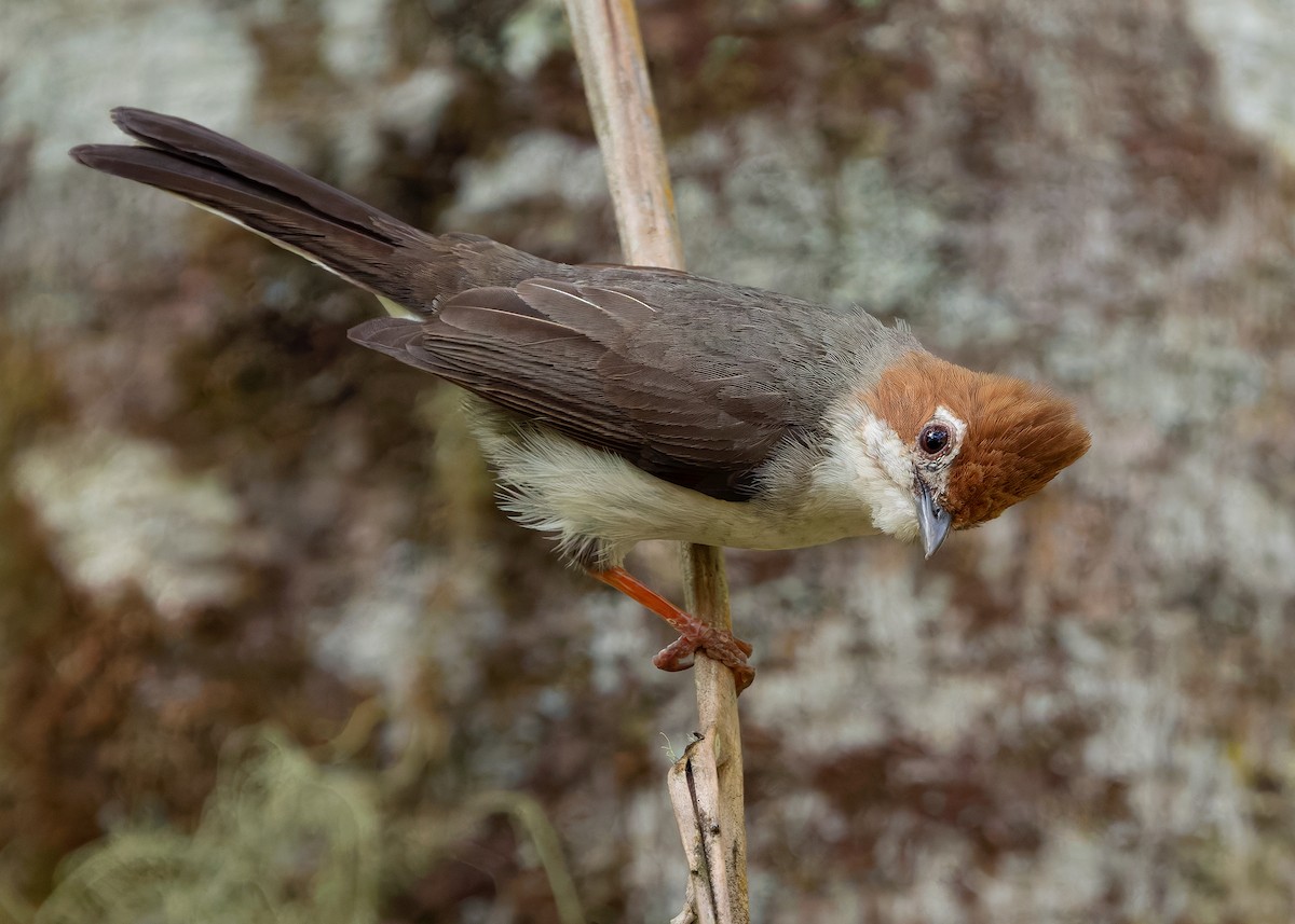 Yuhina de Borneo - ML642422479