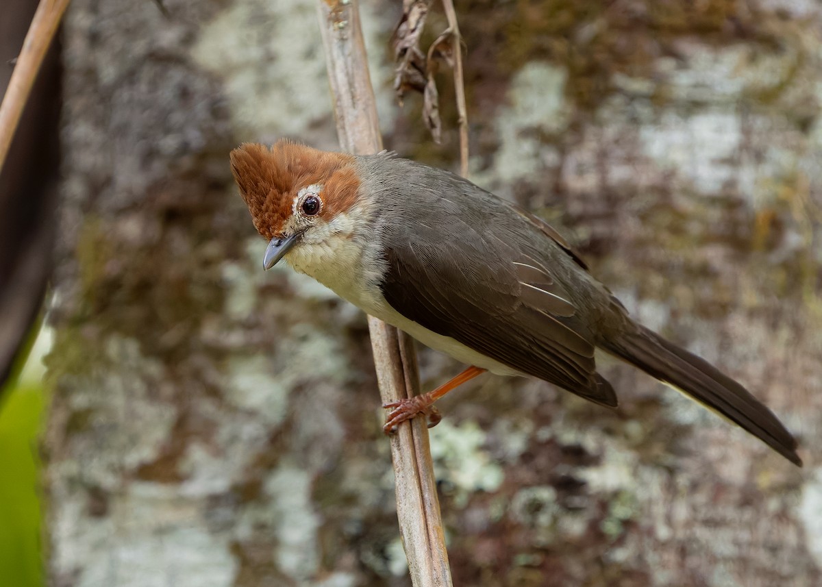Yuhina de Borneo - ML642422480