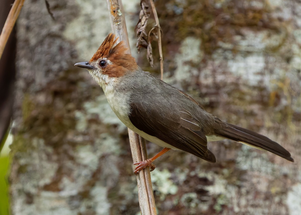 Chestnut-crested Yuhina - ML642422481