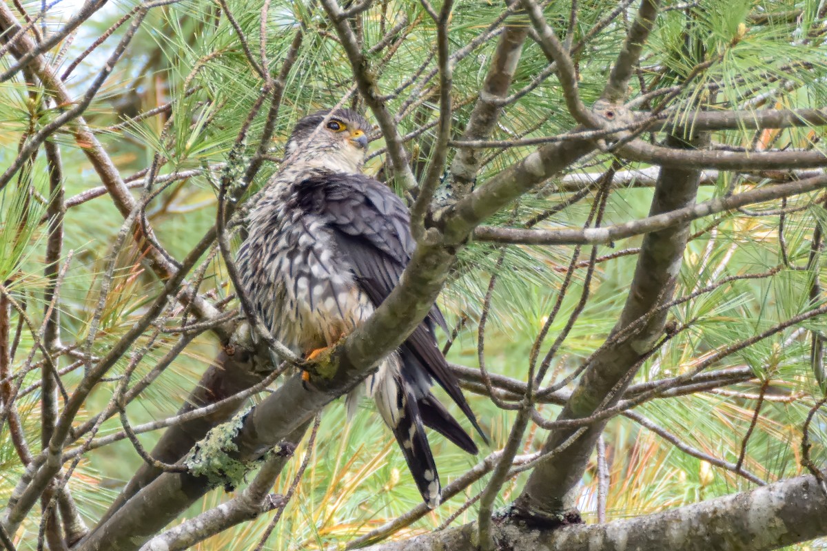Merlin (Taiga) - ML642422490