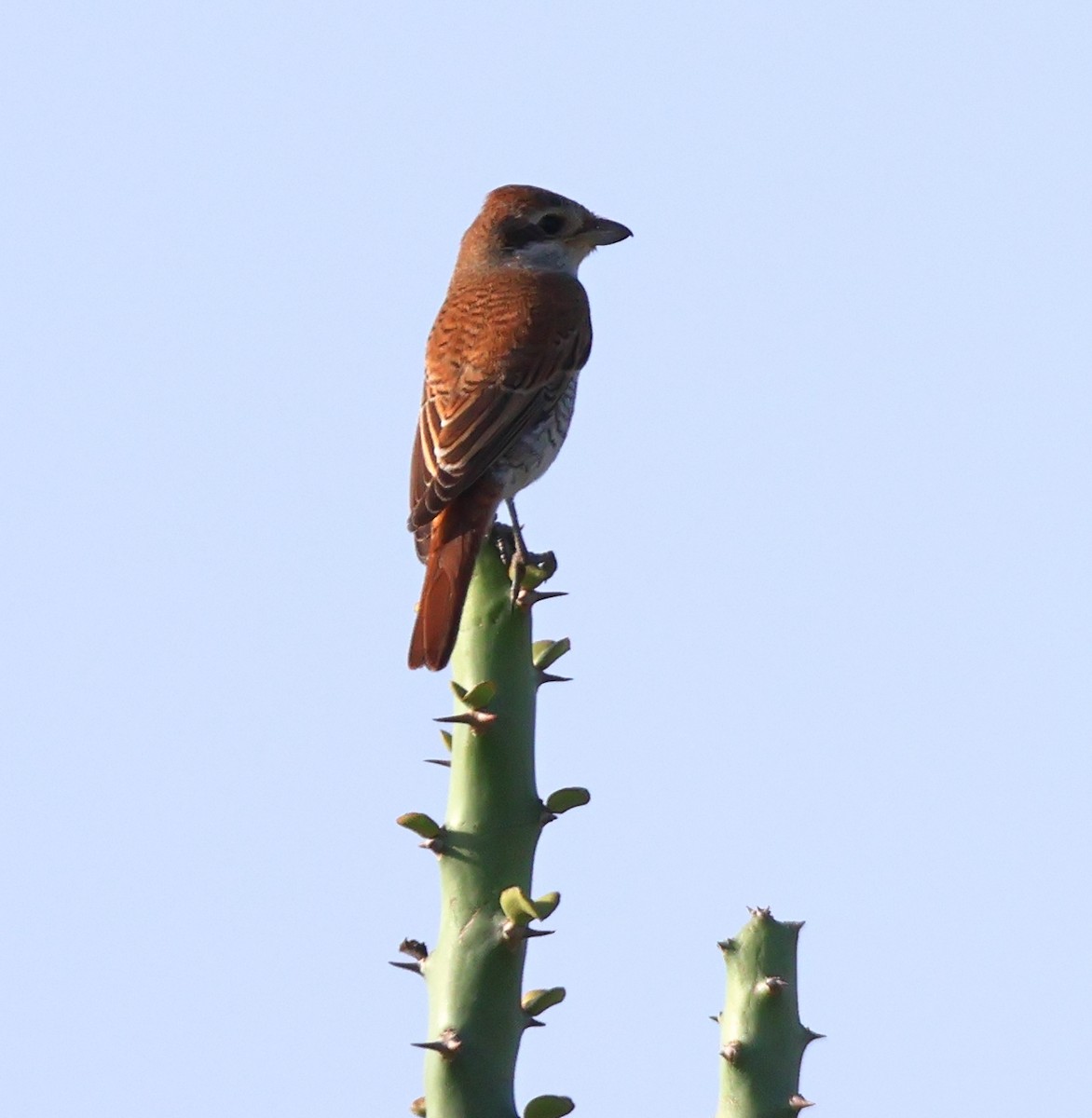 Red-backed Shrike - ML642422492