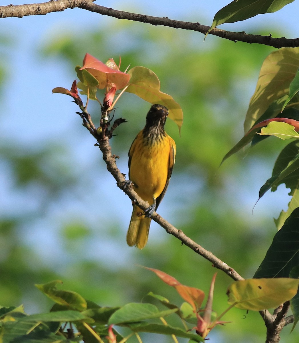 Black-hooded Oriole - ML642422494