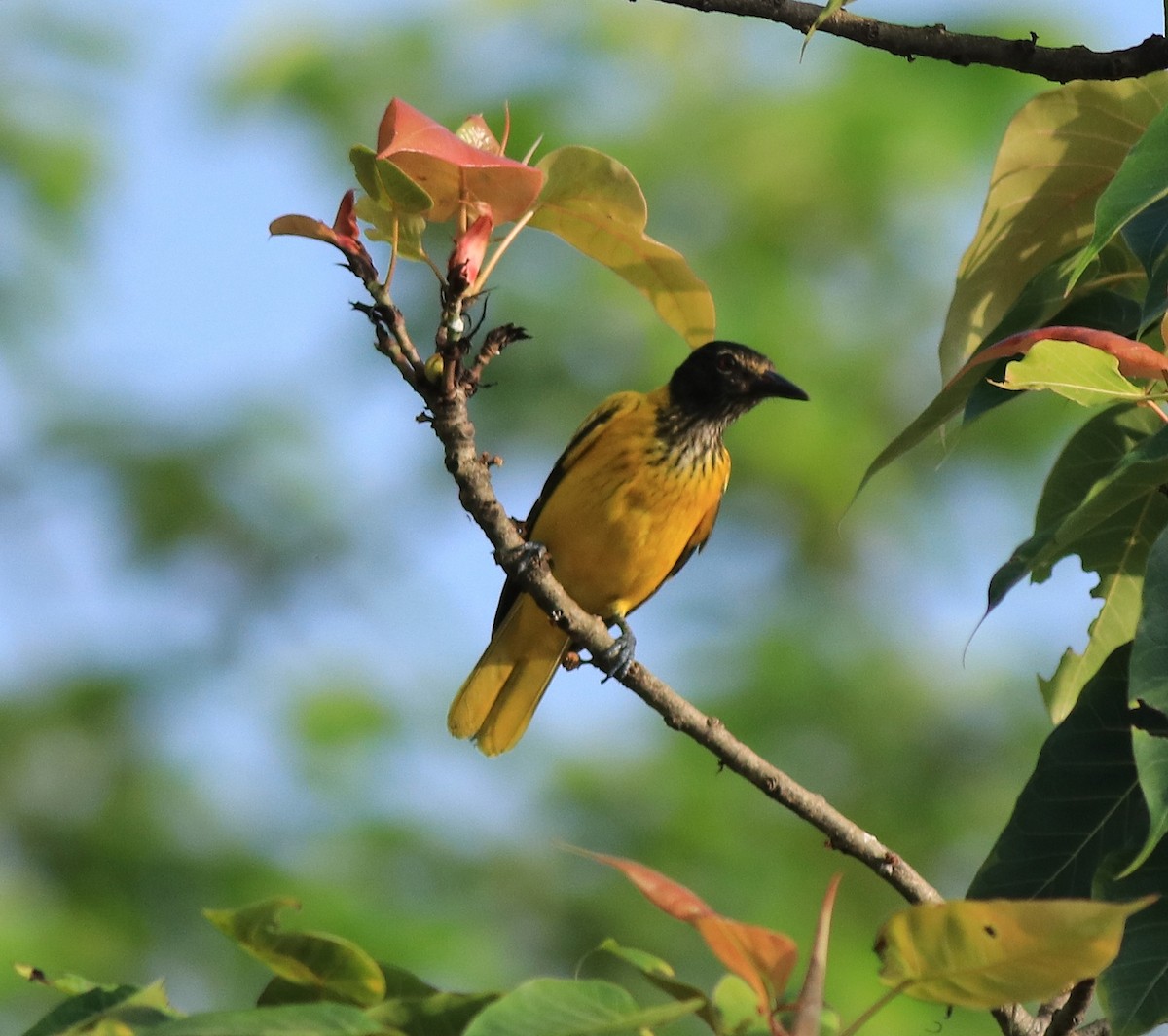 Black-hooded Oriole - ML642422496