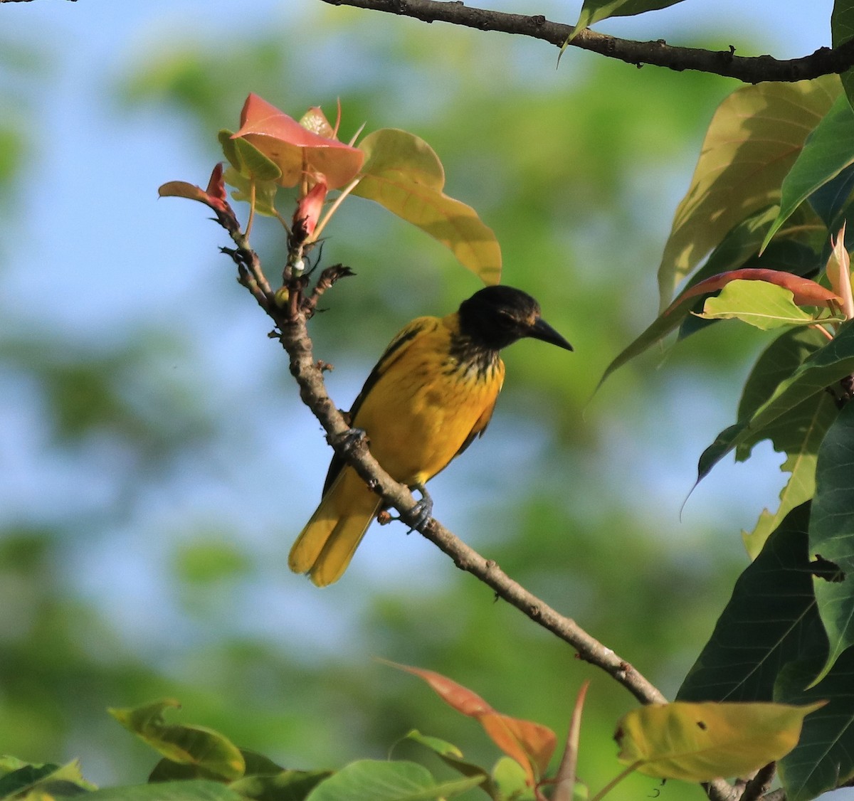 Black-hooded Oriole - ML642422497