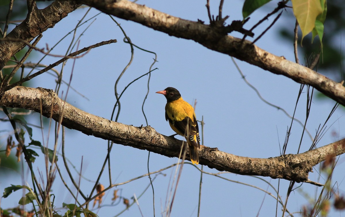 Black-hooded Oriole - ML642422498