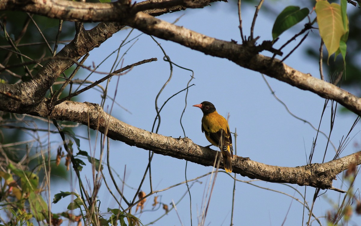 Black-hooded Oriole - ML642422499