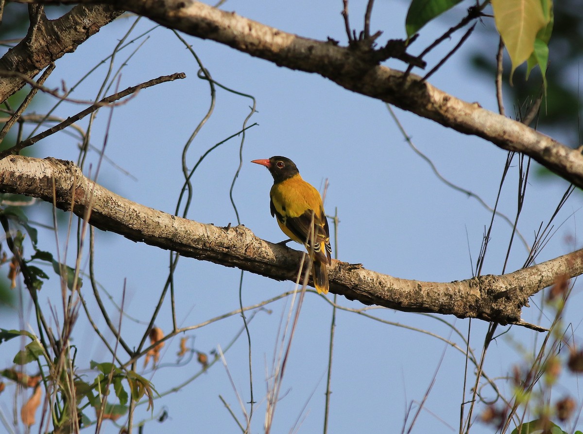 Black-hooded Oriole - ML642422500