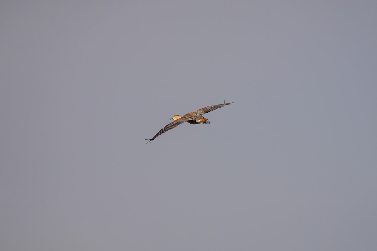 Lesser Whistling-Duck - ML642422501