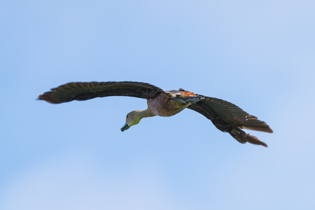 Lesser Whistling-Duck - ML642422502