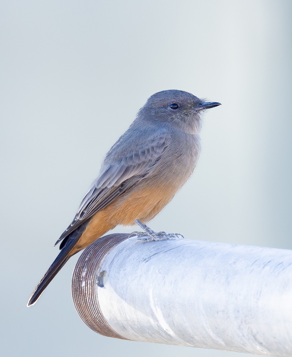 Say's Phoebe - ML642422503