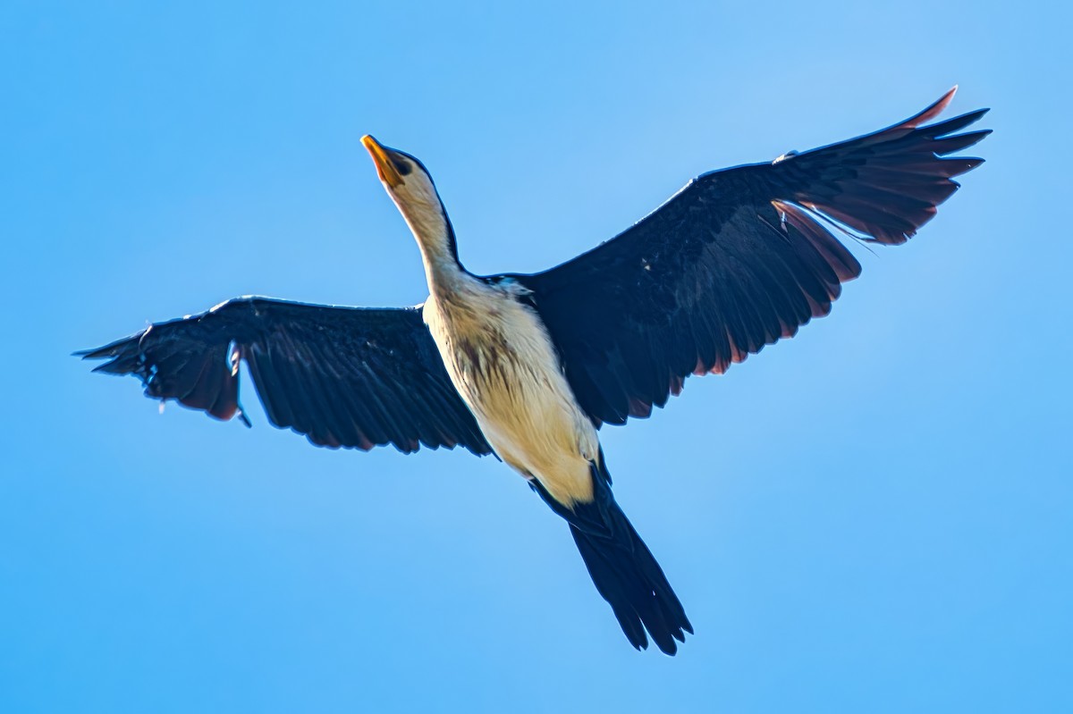 Little Pied Cormorant - ML642422504