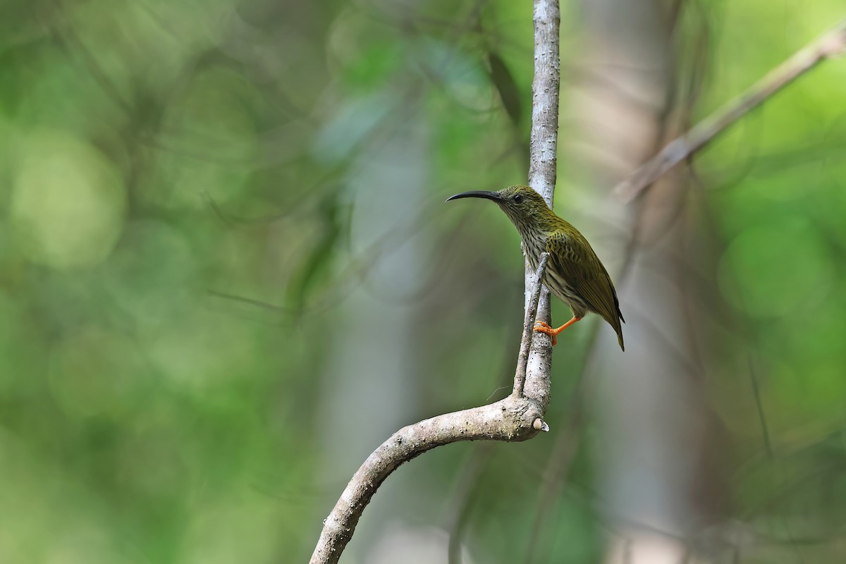 Streaked Spiderhunter - ML642422506