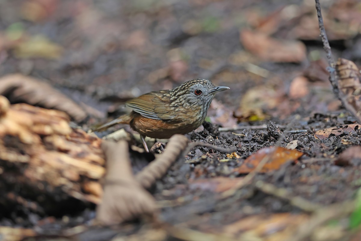 Streaked Wren-Babbler - ML642422508